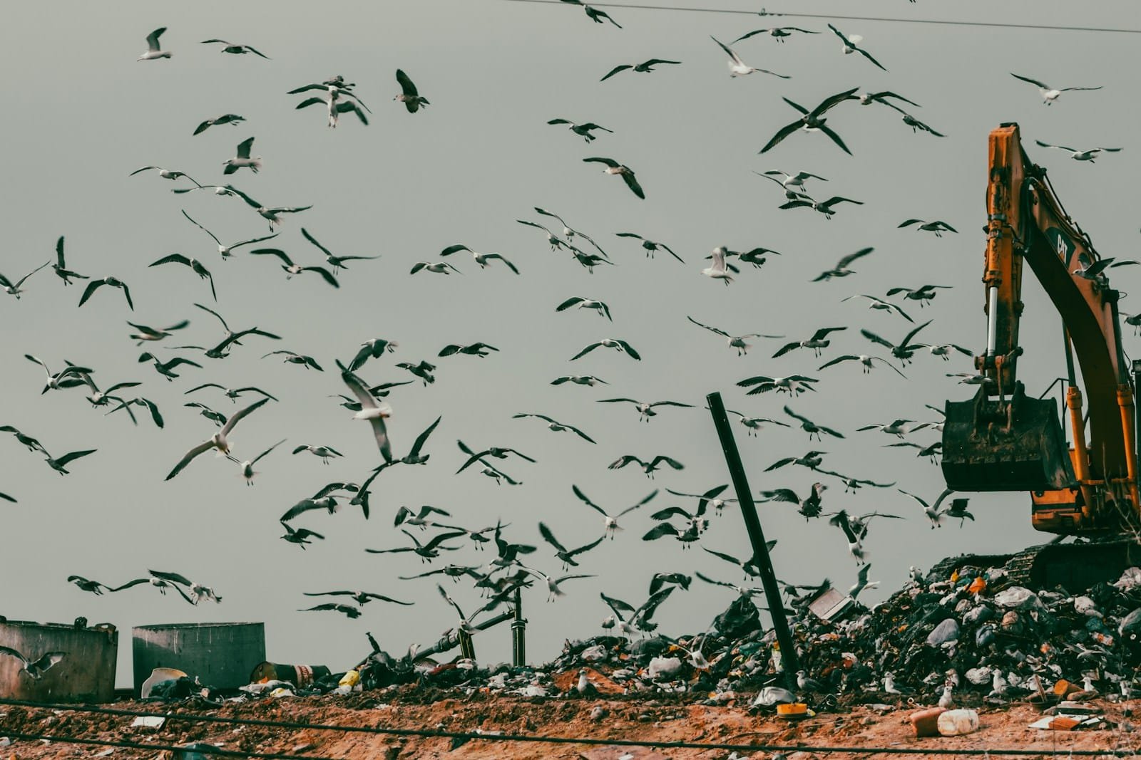 What happens to biodegradable in the regular landfill