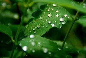 After the rain rainwater