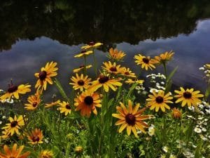 Lake Waterford Black Eyed Susans