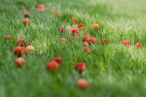 Photo by Akira a field of grass with small red flowers