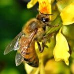 Honey Bee & Gray Nickerbean Bee