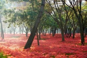 Photo by ajs1980518 flowers, trees, park, garden, surprise lilies, lycoris squamigera, red flowers, plants, flower background, beauty, scenic, synchronization, nature, garden, flower wallpaper, garden, garden, beautiful flowers, garden, garden