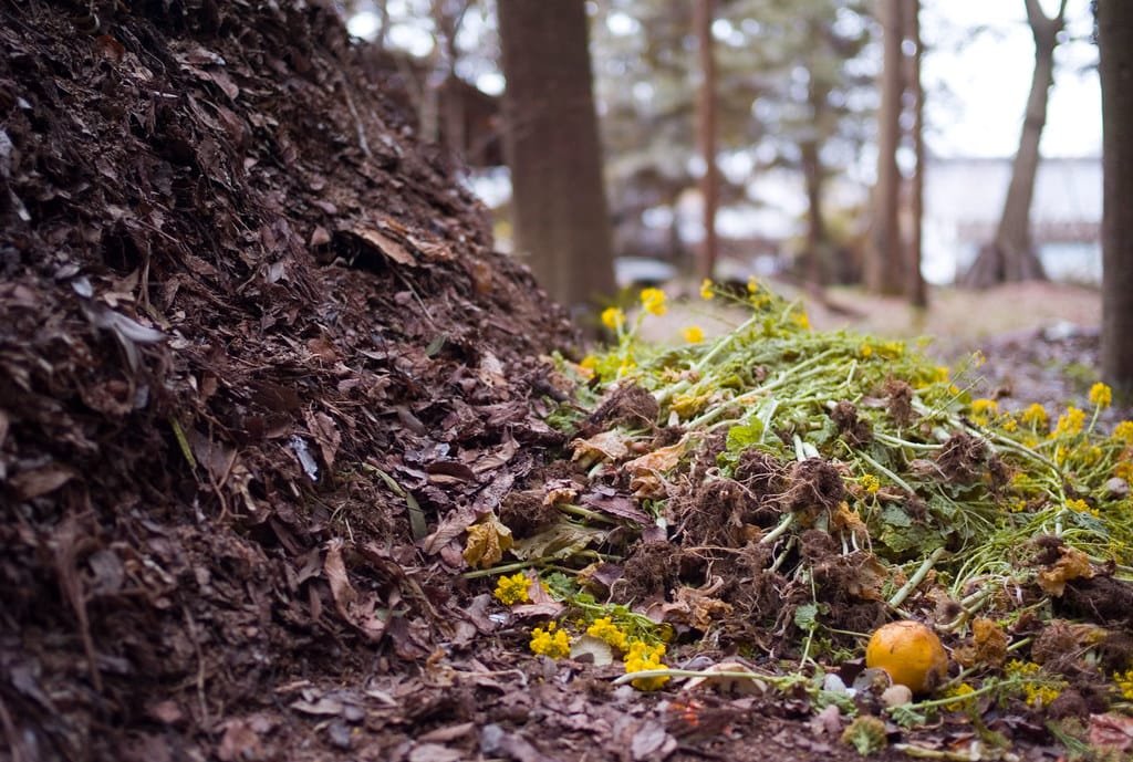 Urban Composting: A Conversation & Beginner’s Guide