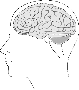 Photo by OpenClipart-Vectors Quiz: Do You Need to Retrain Your Brain for the Environment?,brain, anatomy, physiology, human, biology, thinking, human brain, neuron, synapse, science, brain, brain, brain, brain, brain, human brain