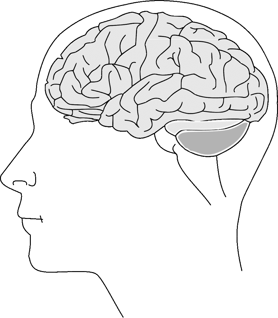 Photo by OpenClipart-Vectors brain, anatomy, physiology, human, biology, thinking, human brain, neuron, synapse, science, brain, brain, brain, brain, brain, human brain
