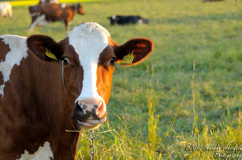 Cow CO2-equivalant cow
