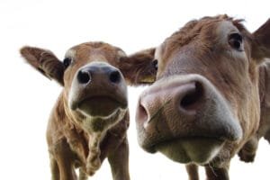 dairy cows eating sustainably