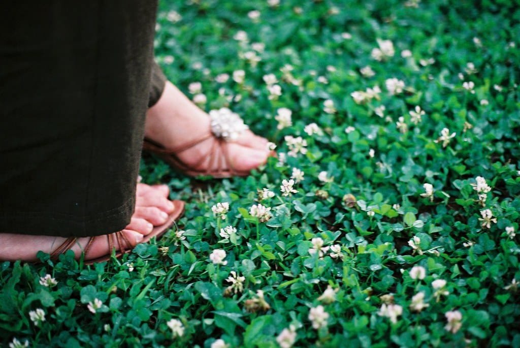 white clovers Lose the Lawn