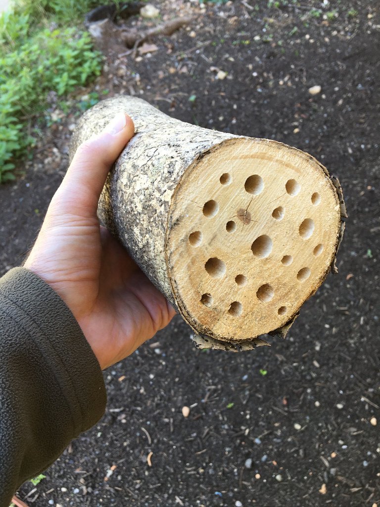 bee hotel 01