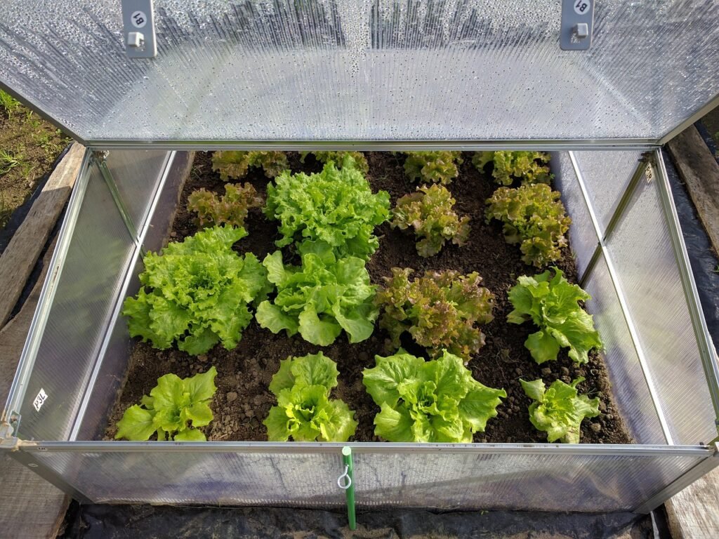 Photo by titosoft mini greenhouse, lettuce, vegetable, mini greenhouse, mini greenhouse, lettuce, lettuce, lettuce, lettuce, lettuce
