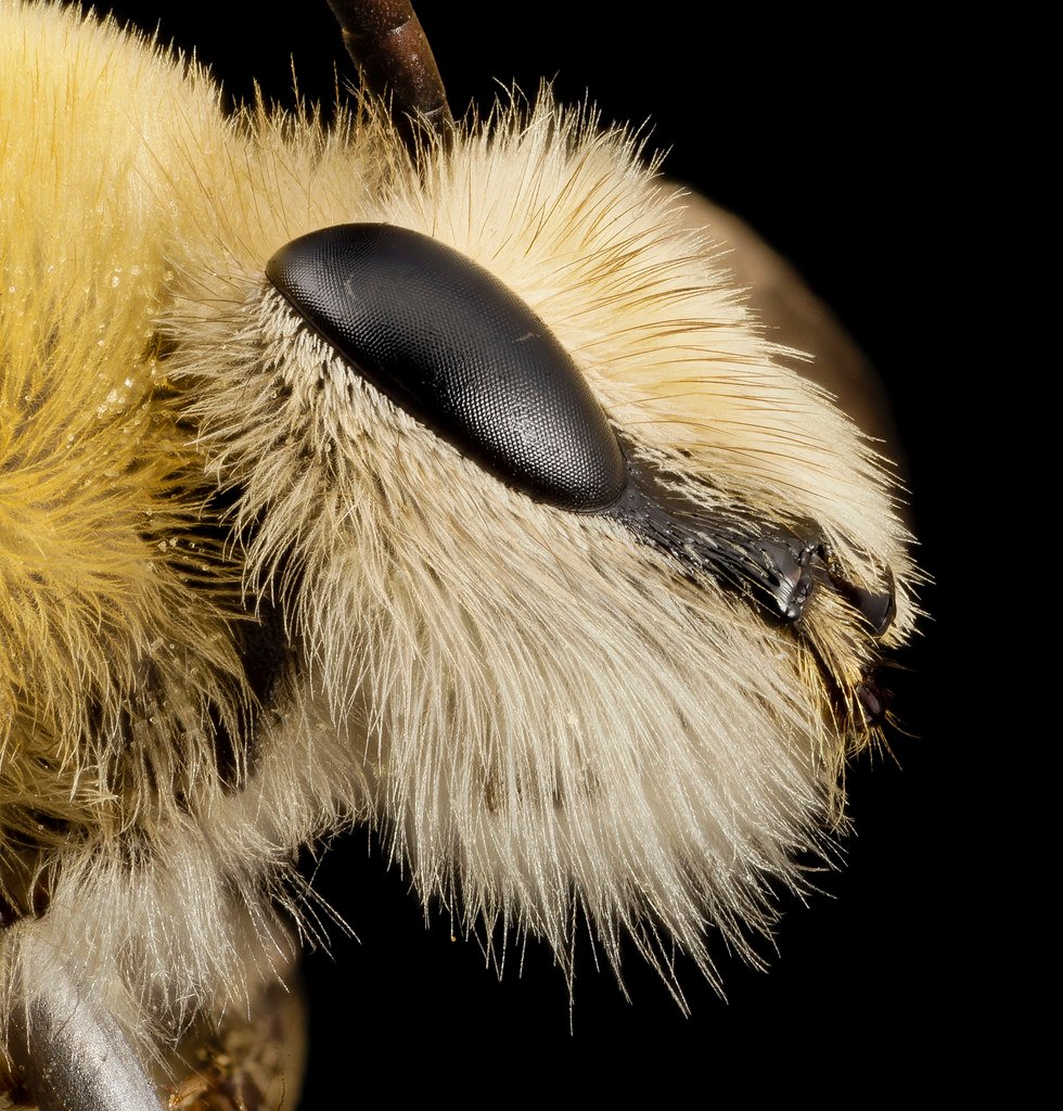 bee facts for kids