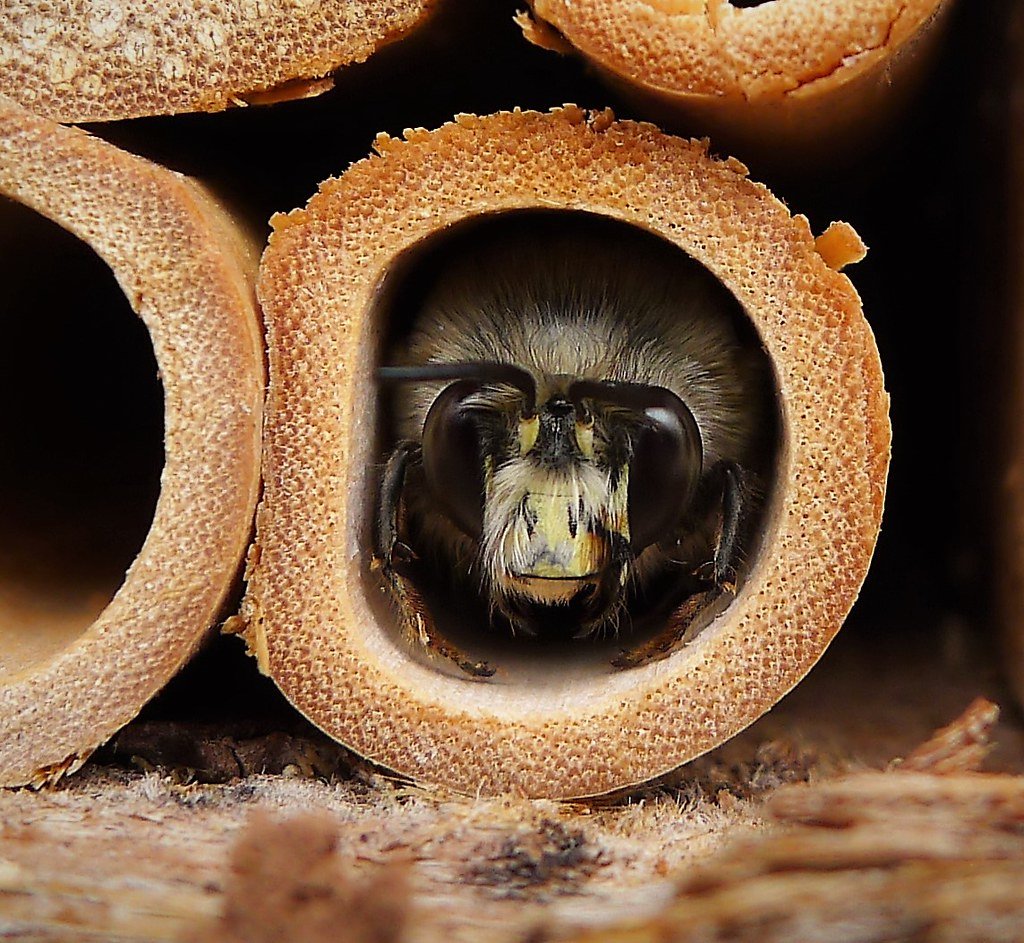 Male Anthophora plumipes using bee hotel, on sunny wall, to shelter from cold wind