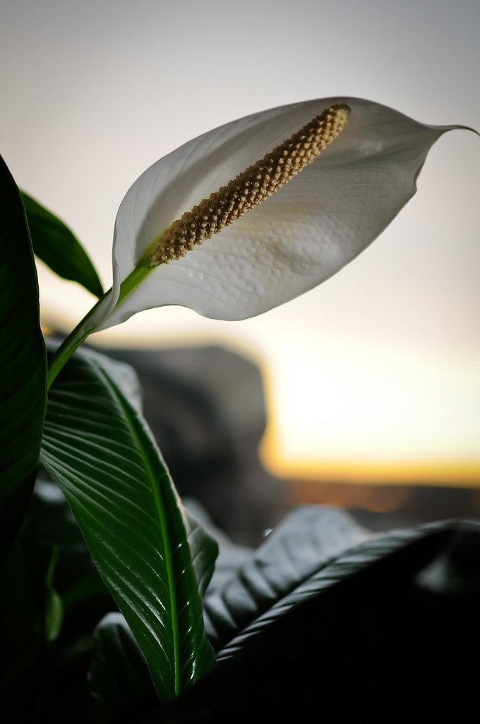 peace lily