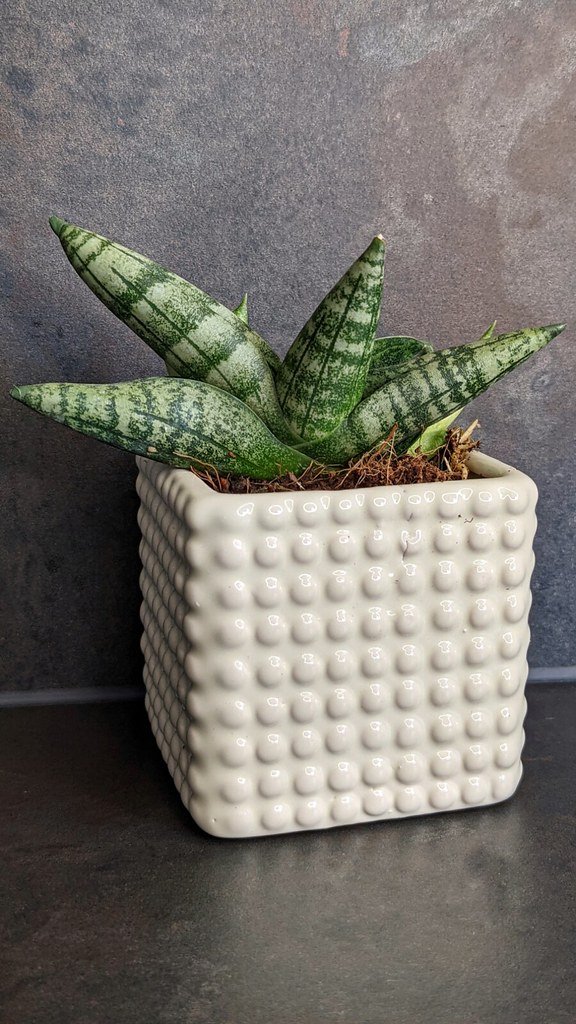 snake plant