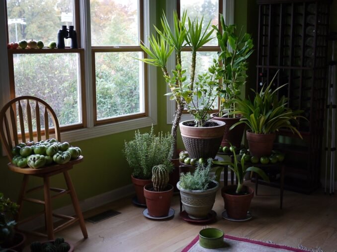Breathe Easy: Indoor Plants That Improve Air Quality
